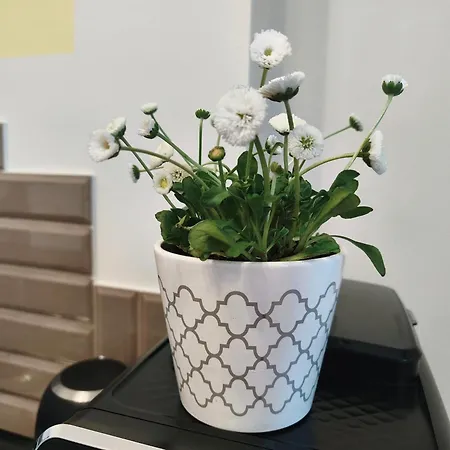 Apartament Old Ii With Parking